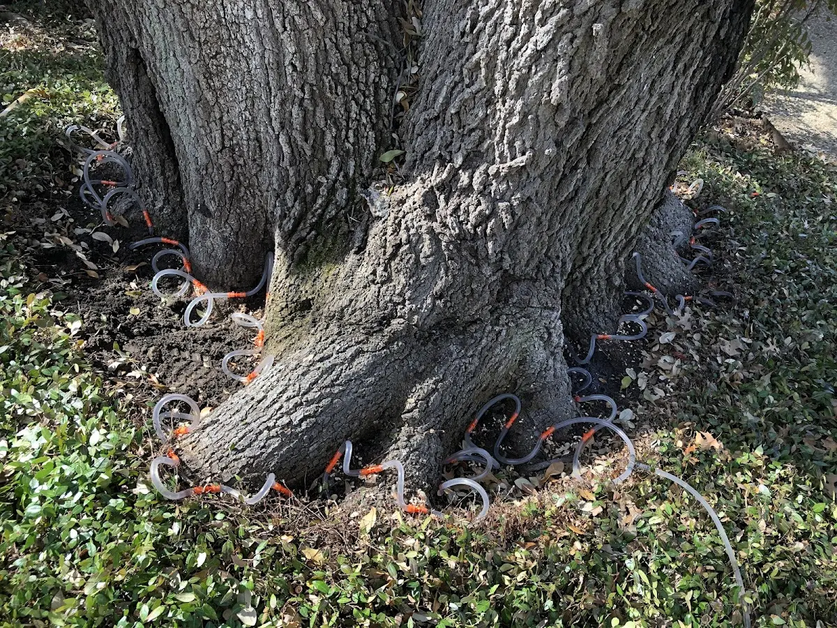 Detailed Tree Cabling and Bracing job site in Marenisco
