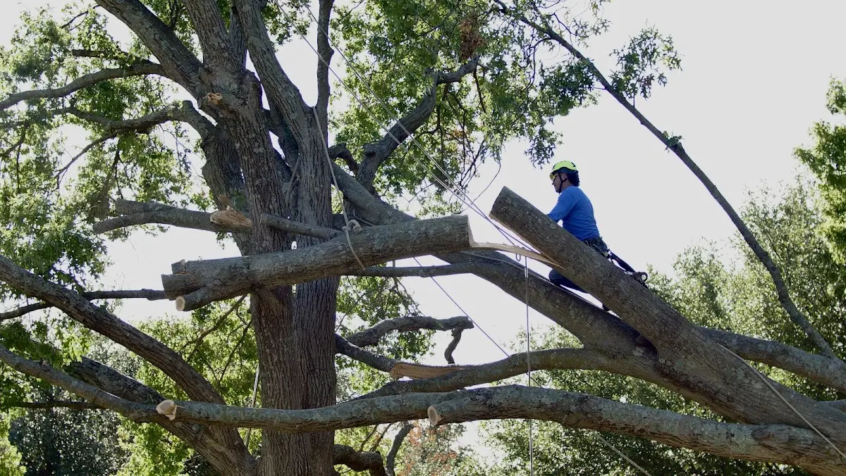 Professional Crown Thinning performed by certified arborists in Marenisco