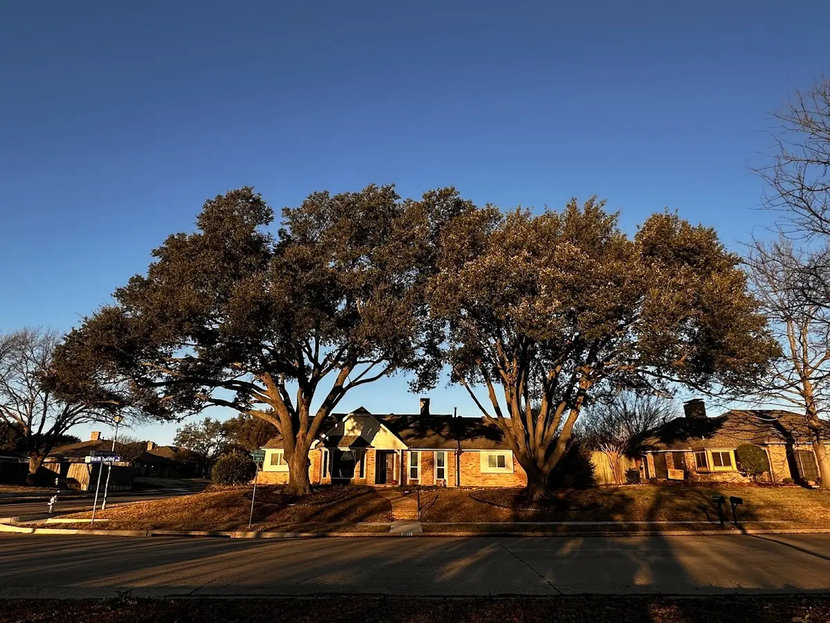 Established residential canopy tree shading a home in Marenisco